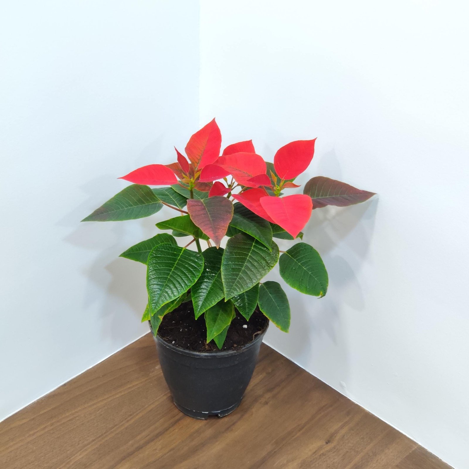 A potted Poinsettia plant with bright red bracts and green leaves, placed in a black pot on a wooden floor in a corner against a white wall.