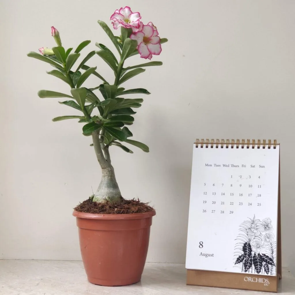 Potted Adenium plant (Adenium obesum) in bloom.