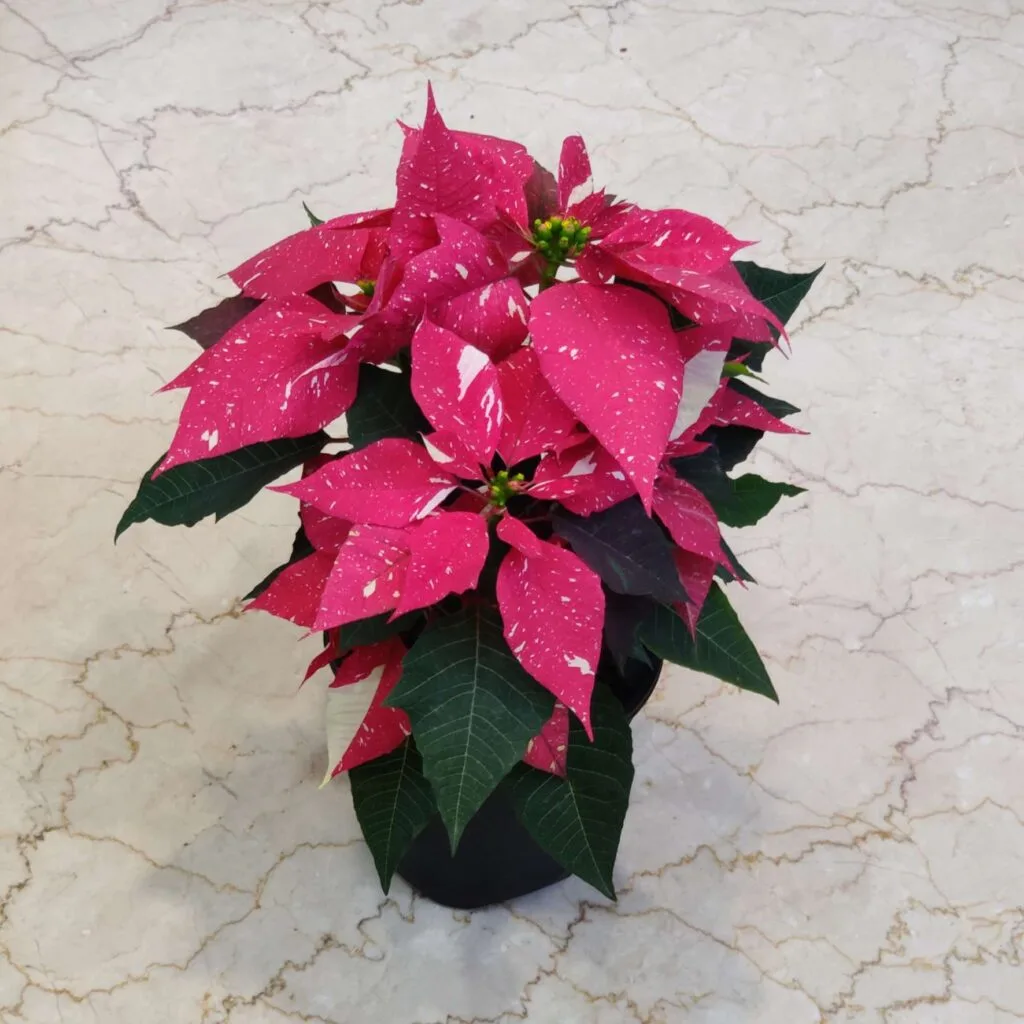 Vibrant red Poinsettia plant, a popular Christmas flower, with dark green leaves in a black pot on a wooden floor.