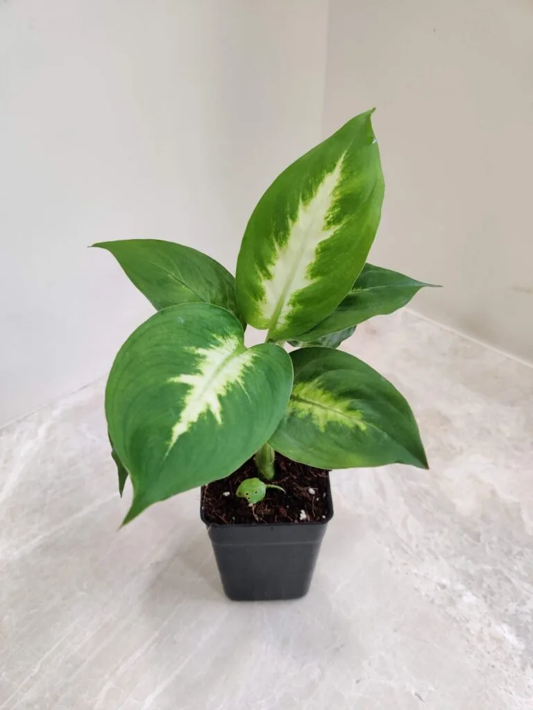 Tropic Mary Dieffenbachia houseplant, showcasing its lush green leaves with distinctive white variegation, in a black pot, ideal for indoor home decor