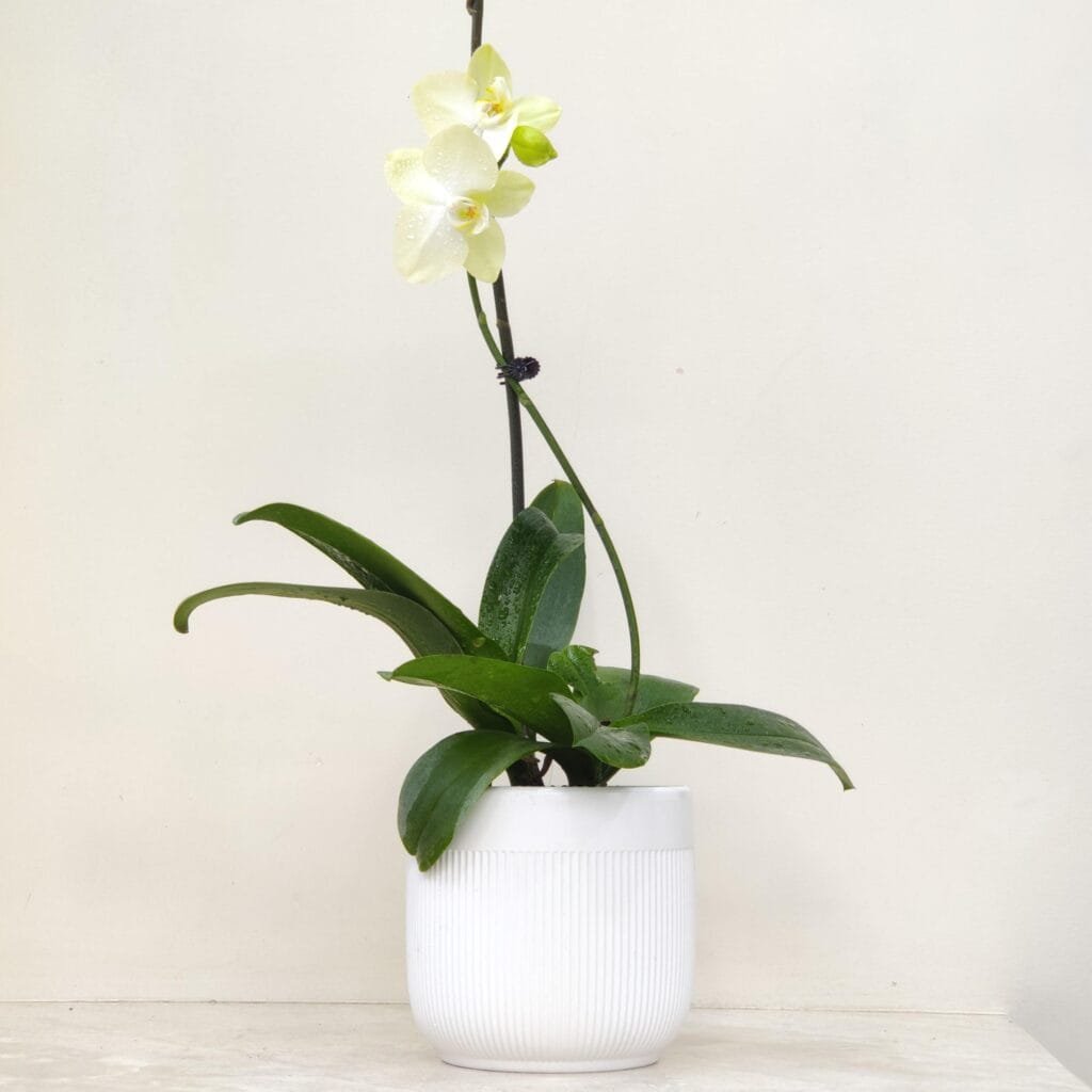Elegant white orchid plant with green leaves in a white ceramic pot, ideal for indoor plant decor
