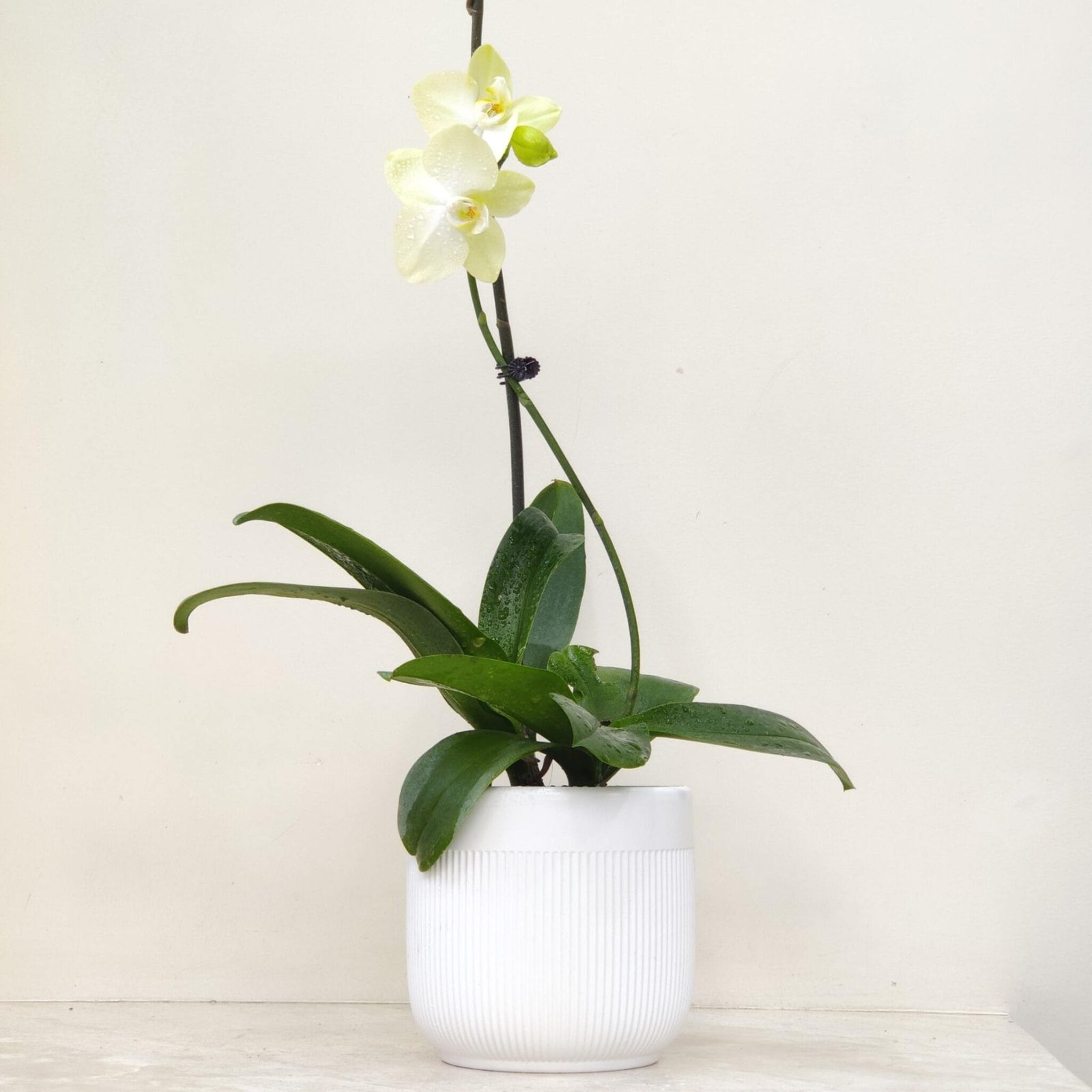 How to Grow Orchids in Water: A Complete Guide to Hydroponic Orchid ...