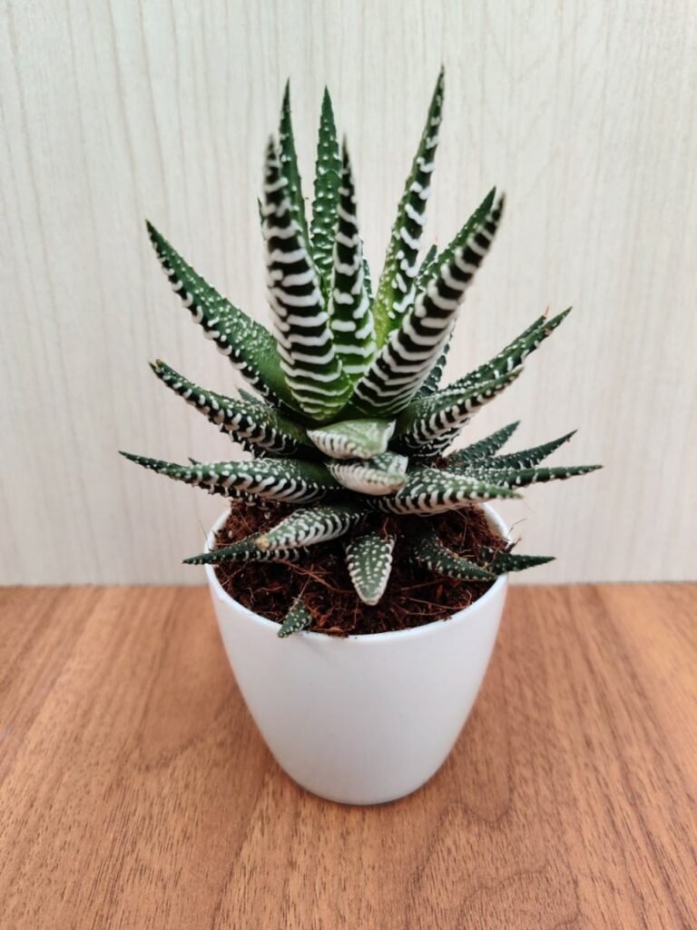 Zebra Haworthia succulent plant with white stripes in a white ceramic pot on a wooden surface, perfect for indoor decor