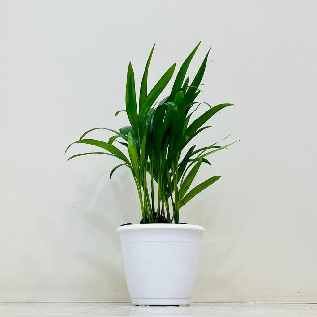 Lush green Areca Palm plant with narrow fronds growing in a white container