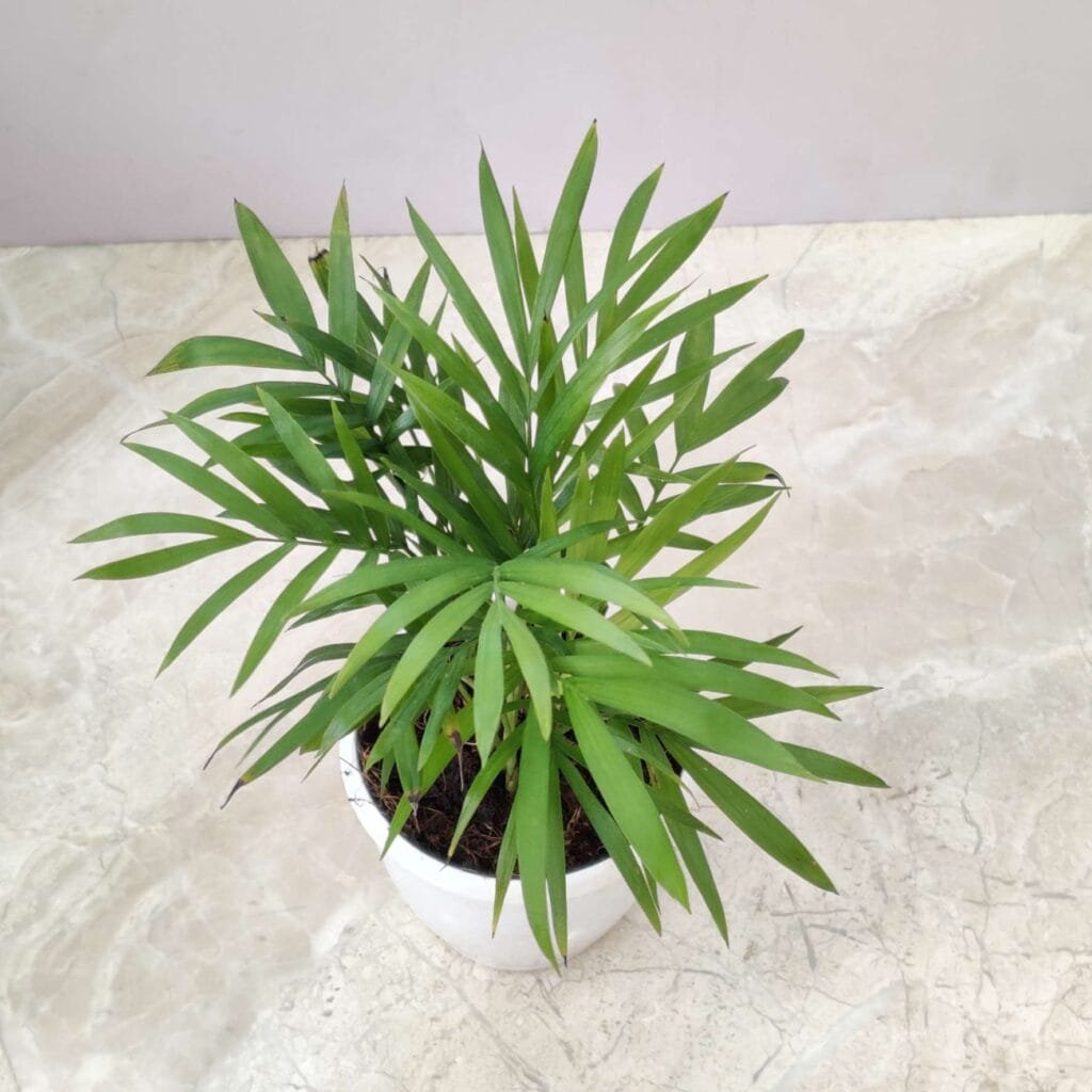Areca Palm indoor houseplant in a white pot placed against a minimalist wall