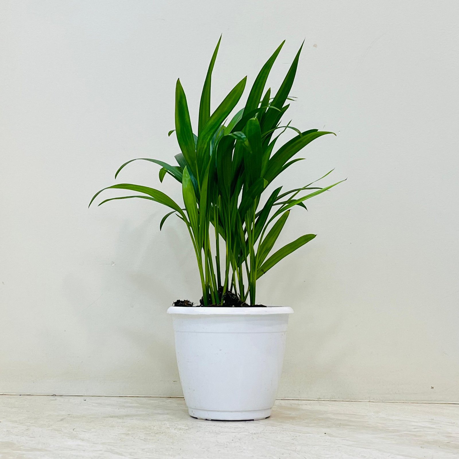 Healthy Areca Palm indoor plant in a white pot for home and office decor.