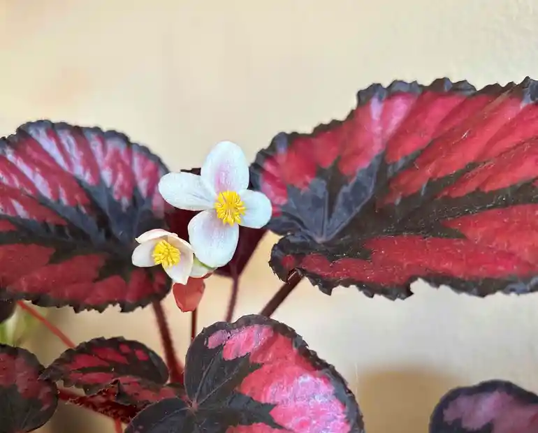 Close-up of a blooming Rex Begonia with striking red and black foliage and small white flowers indoors.