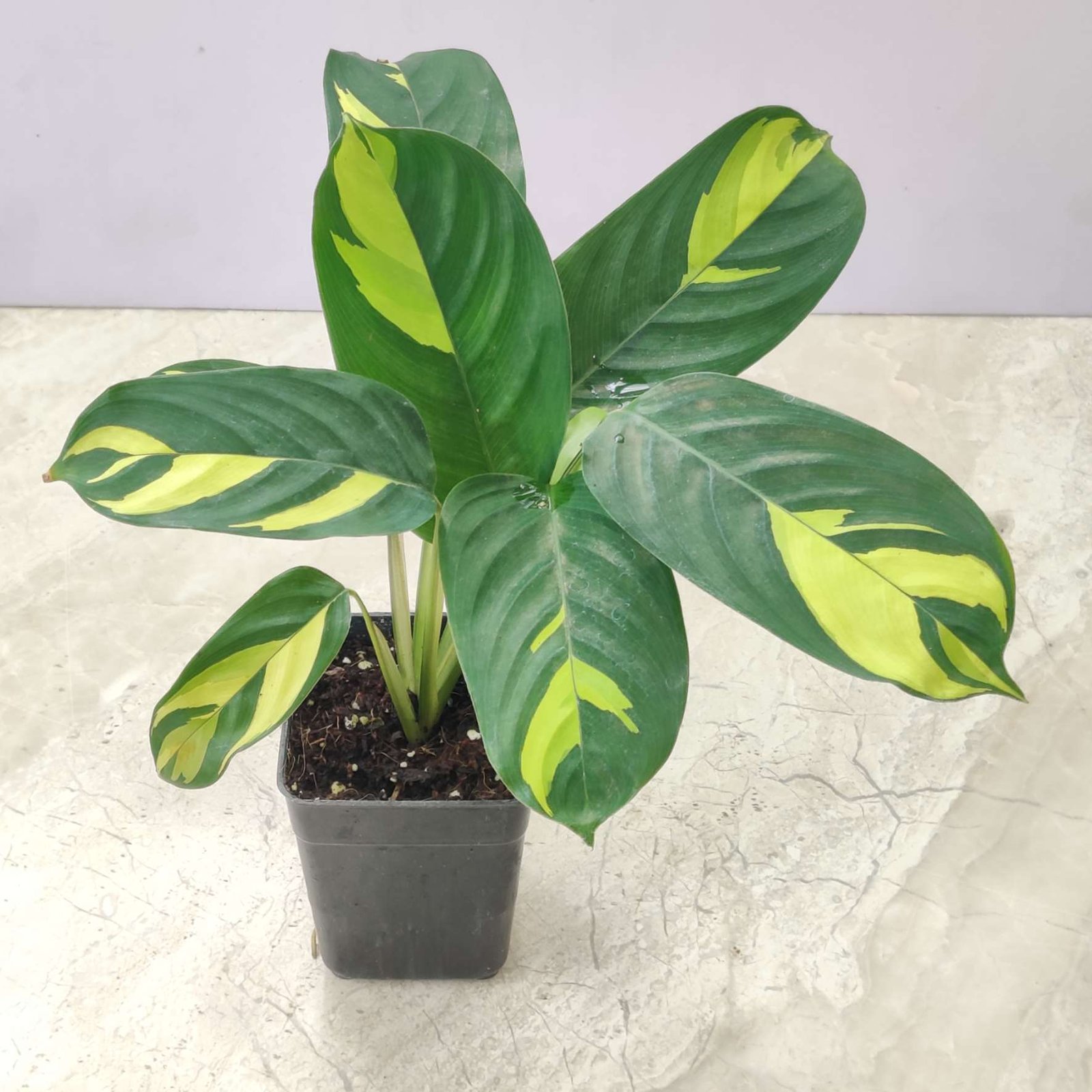 How to Grow Calathea Golden Mosaic: Best Tips for Thriving Tropical  Houseplants Indoors - sanjaynursery