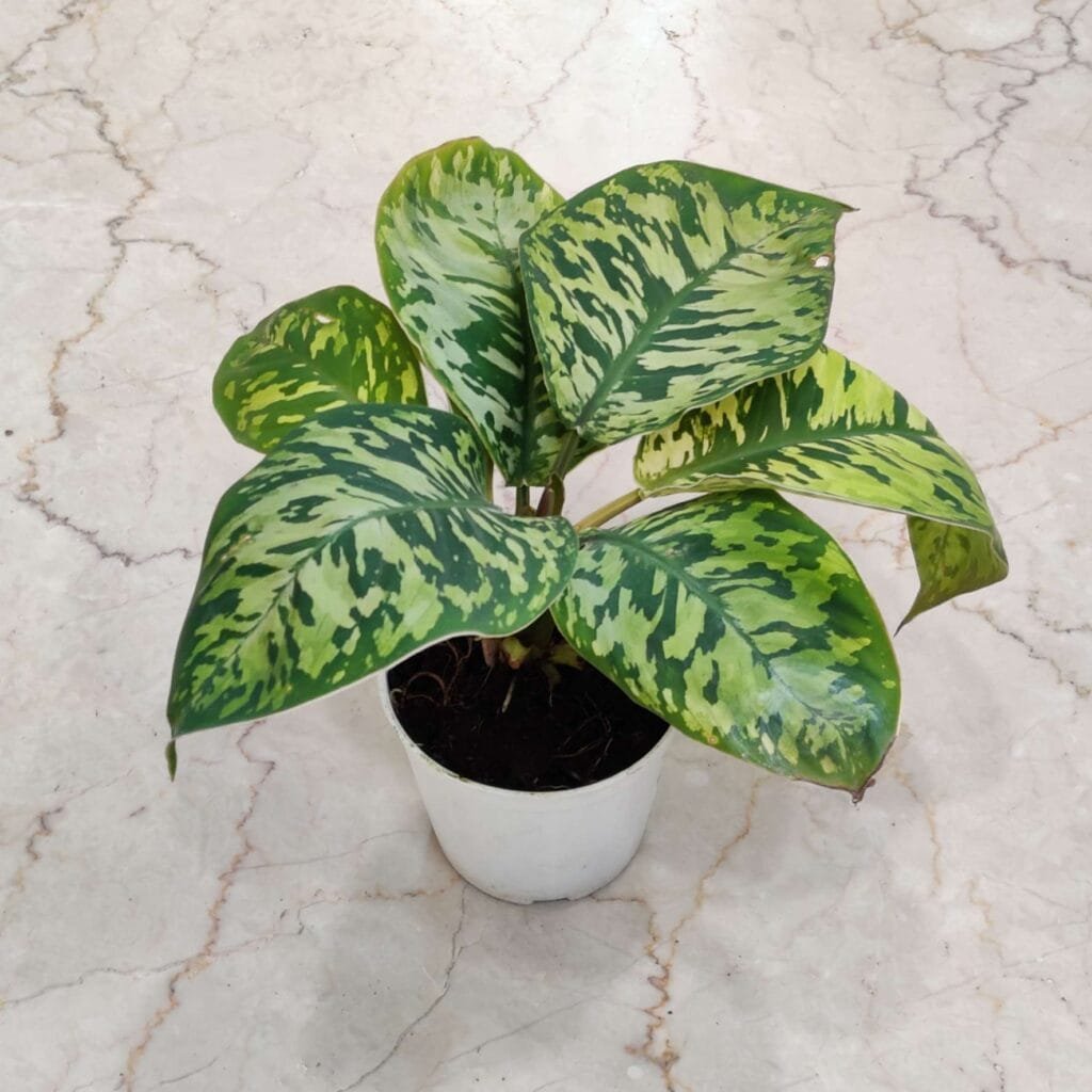 Homalomena Camouflage plant in white pot for indoor decor