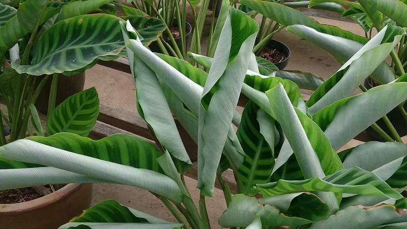 Calathea leaves curling inward, a sign of underwatering or low humidity.