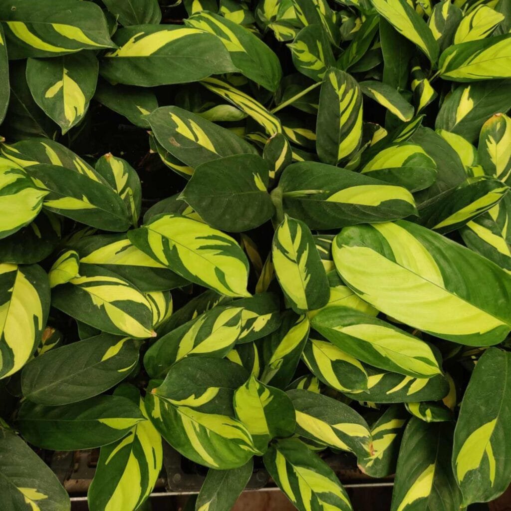 Indoor Calathea Golden Mosaic plant with vibrant tropical leaves for home decor