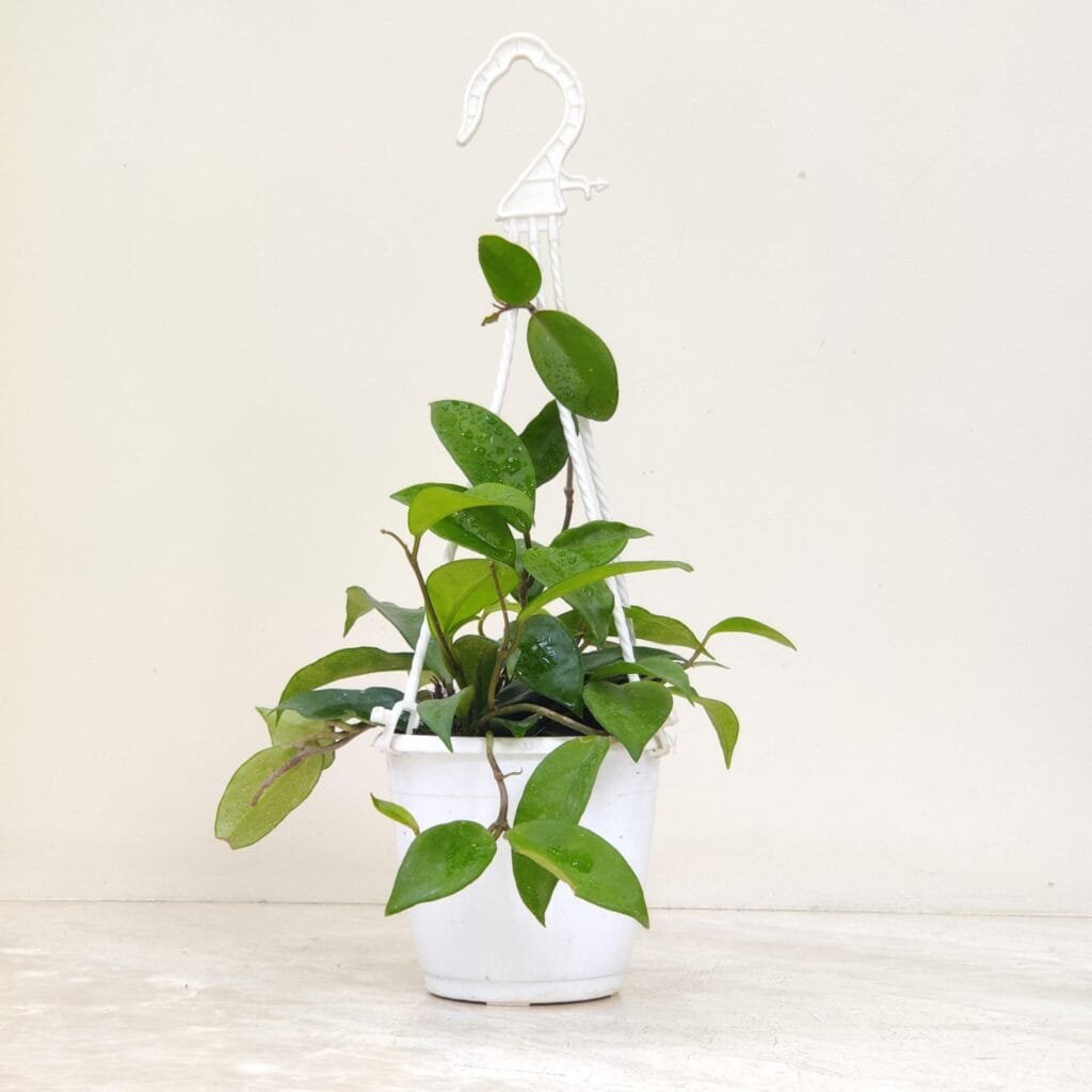 Healthy Hoya indoor plant in a white hanging pot