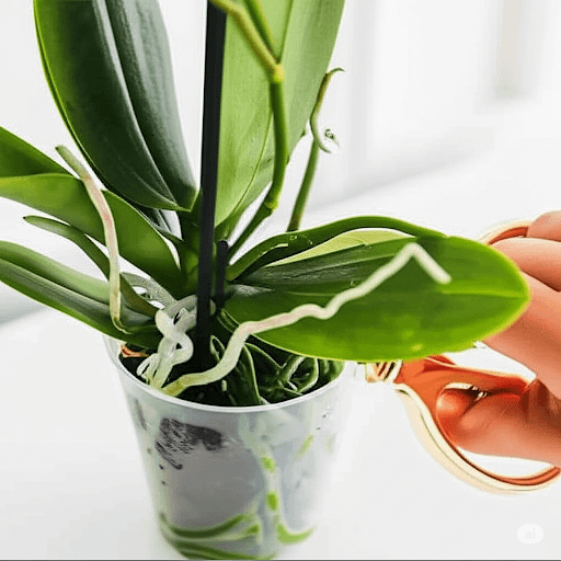 Trimming orchid spike after blooming in a clear pot indoors with healthy green leaves