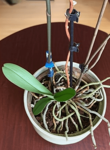 Phalaenopsis orchid with brown dried stem indoors – houseplant care tips