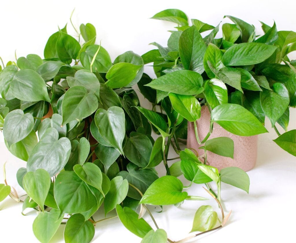 Side-by-side comparison of pothos and philodendron houseplants with visible leaf shape differences.