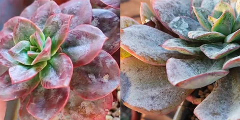 Succulent plants affected by powdery mildew with white fungal coating on leaves