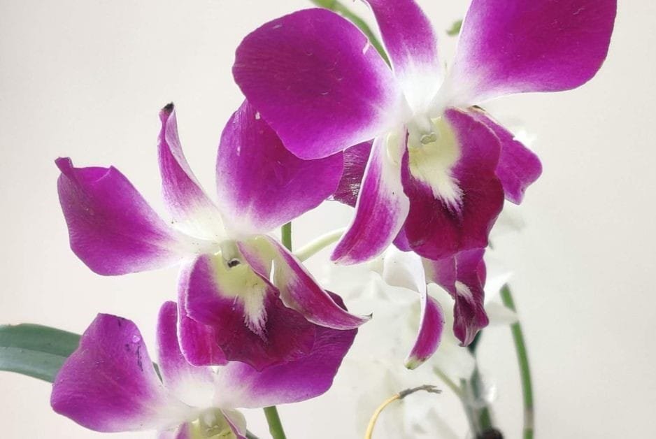 Close-up of purple orchid flowers with white centers for indoor plant care and decoration