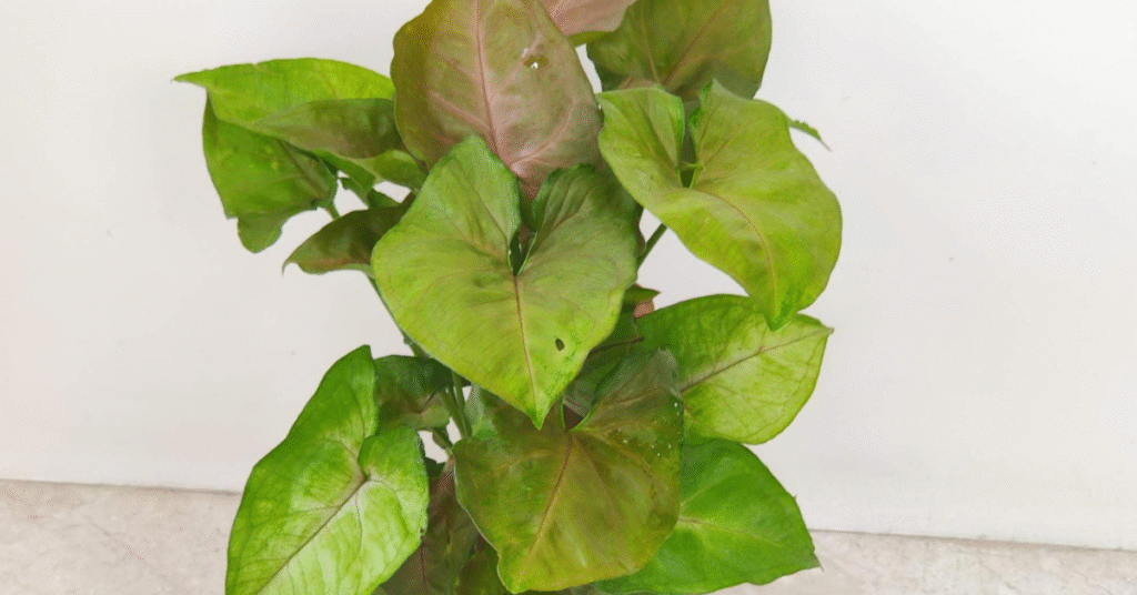 Close-up photo of a healthy Syngonium (Arrowhead Plant) with spade-shaped leaves that are vibrant green on the edges and deep pink or reddish-green in the center.