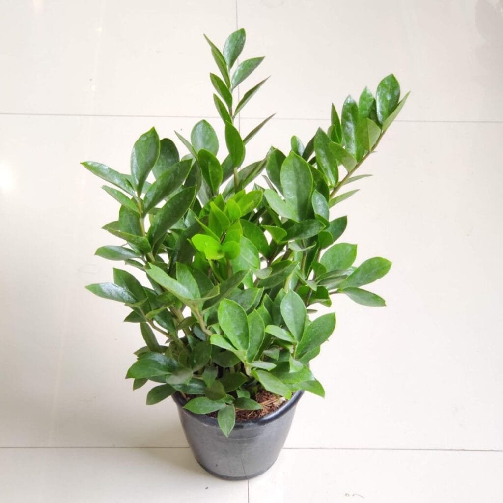 ZZ plant (Zamioculcas zamiifolia) in a black pot with glossy green leaves, perfect low-light indoor houseplant