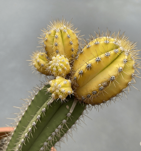 A cactus with a portion of its stem yellowing, indicating potential overwatering or nutrient deficiency
