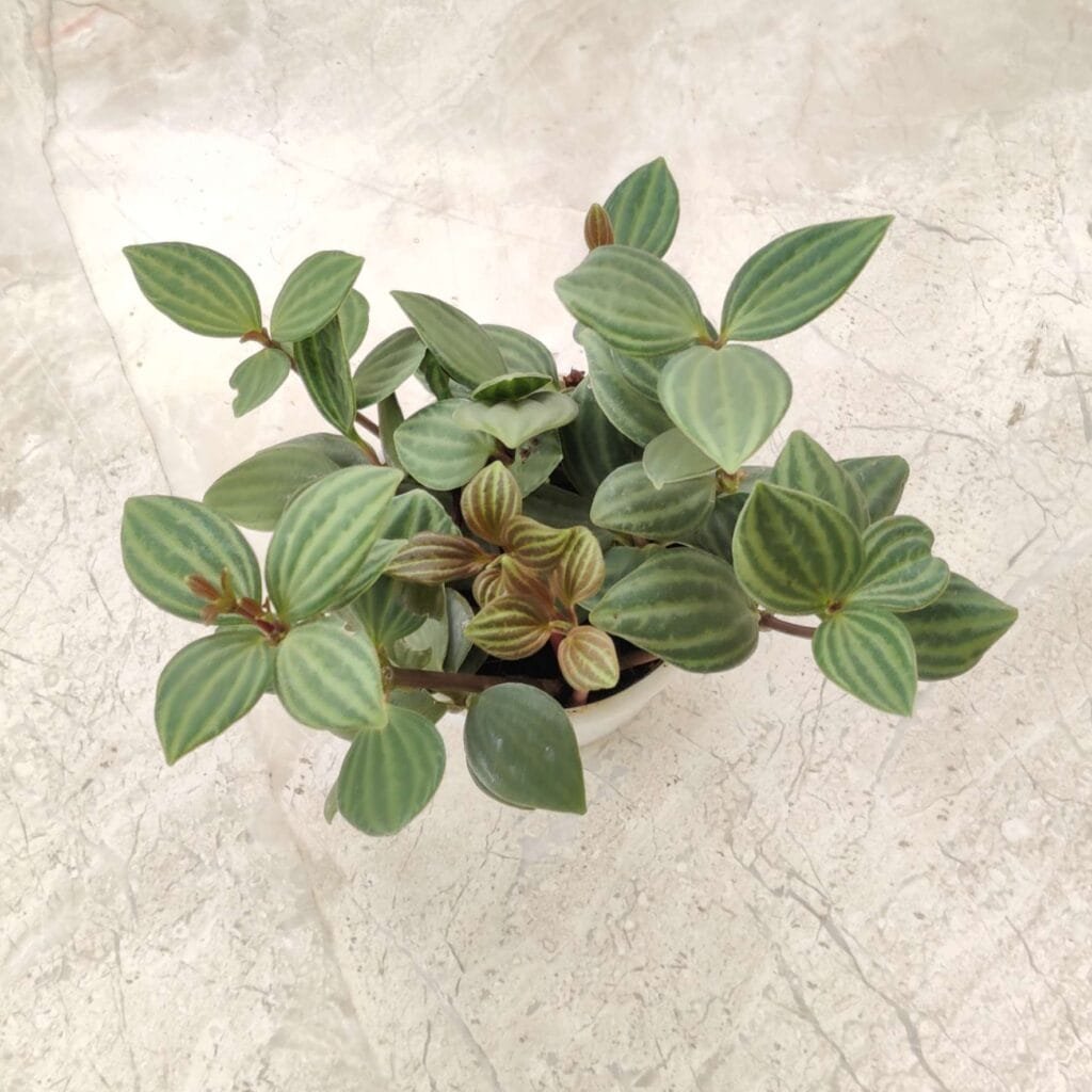 Indoor Peperomia plant with small patterned leaves, ideal for tabletops and low-light spaces
