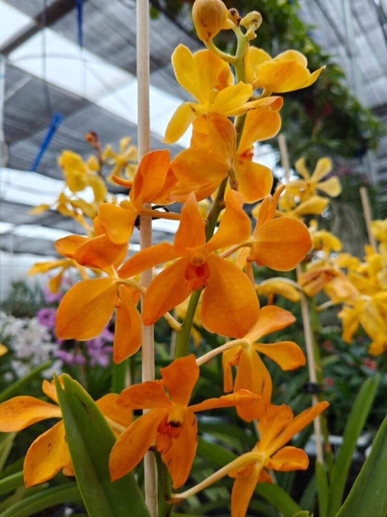Vibrant orange Mokara Orchid flowers blooming in a tropical greenhouse