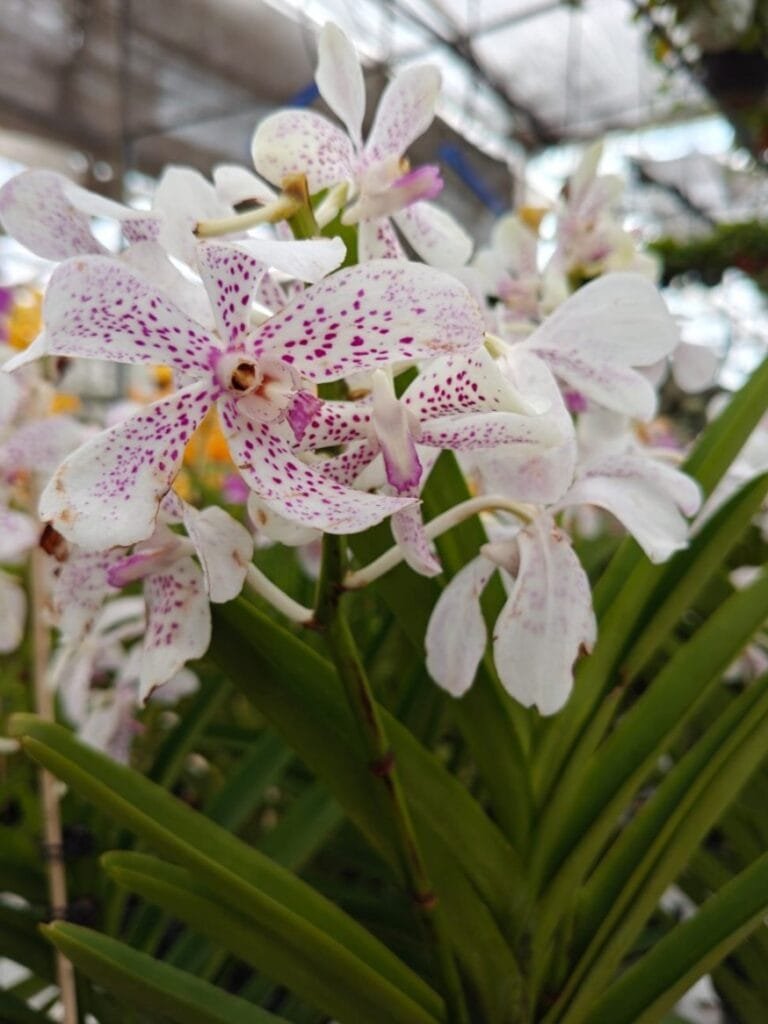 Tropical Mokara Orchid plant with vibrant white and purple blooms