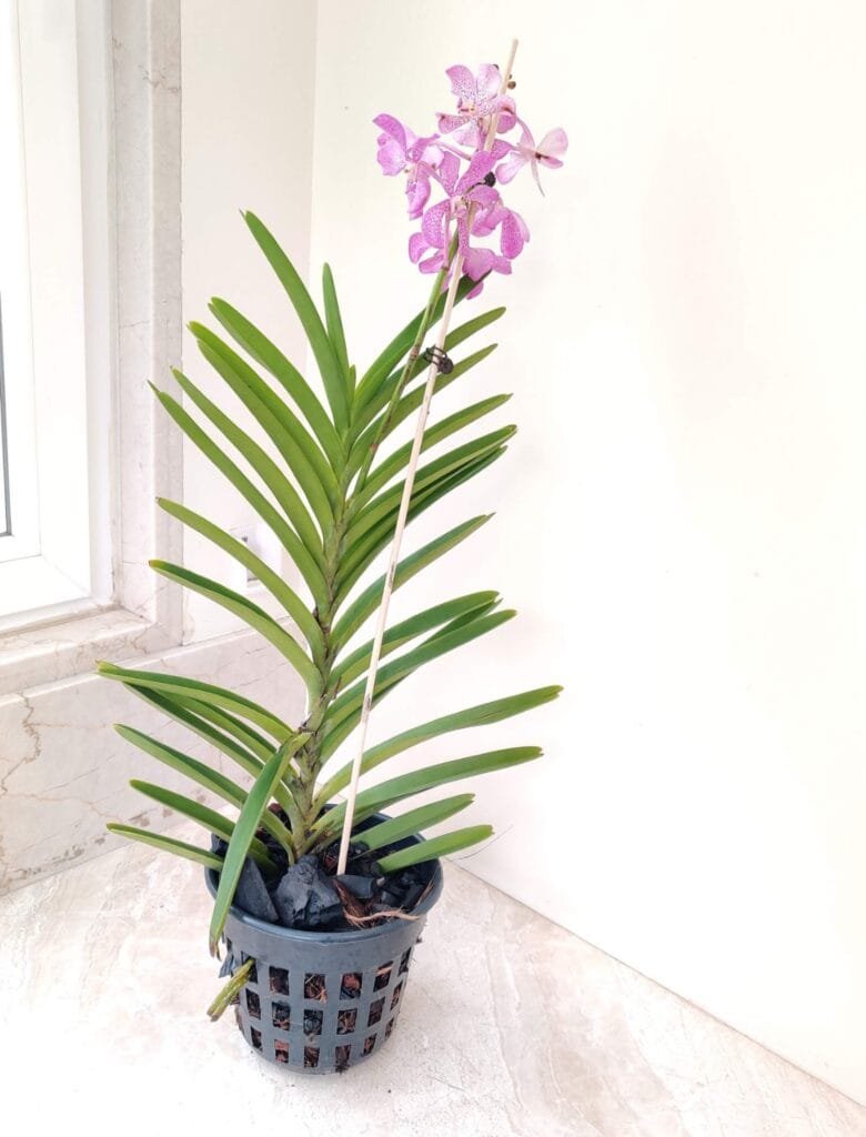 Mokara Orchid with spotted pink petals, ideal indoor flowering plant