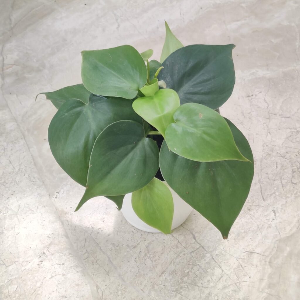 Oxycardium Green indoor plant with heart-shaped leaves in a white pot