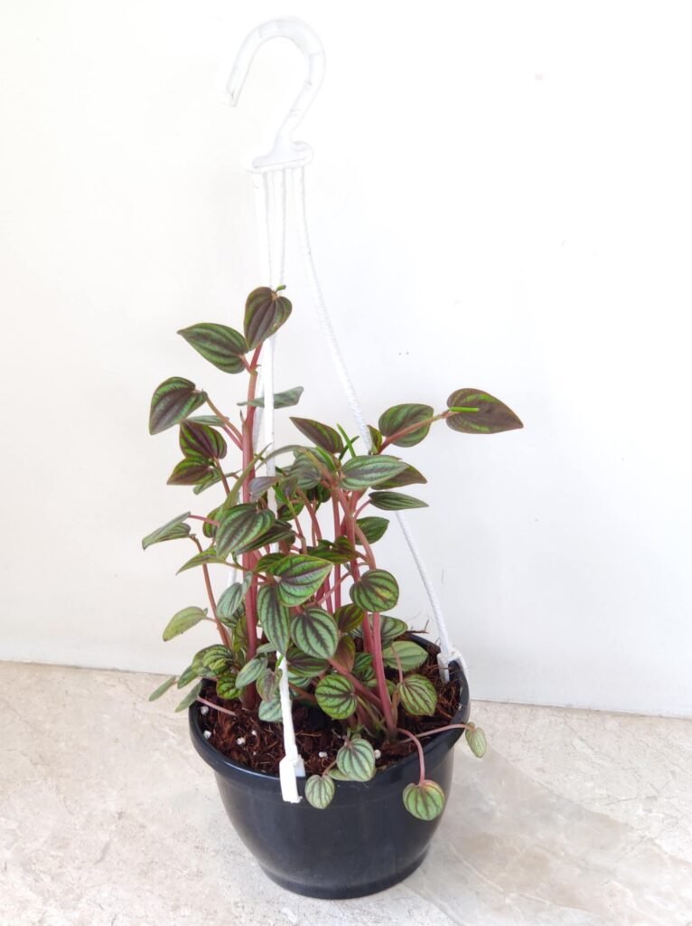 Peperomia Piccolo Banda houseplant placed on a modern office desk or shelf