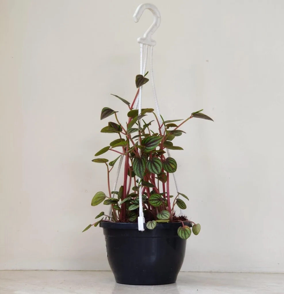 Peperomia Piccolo Banda houseplant with striped leaves in ceramic pot indoors
