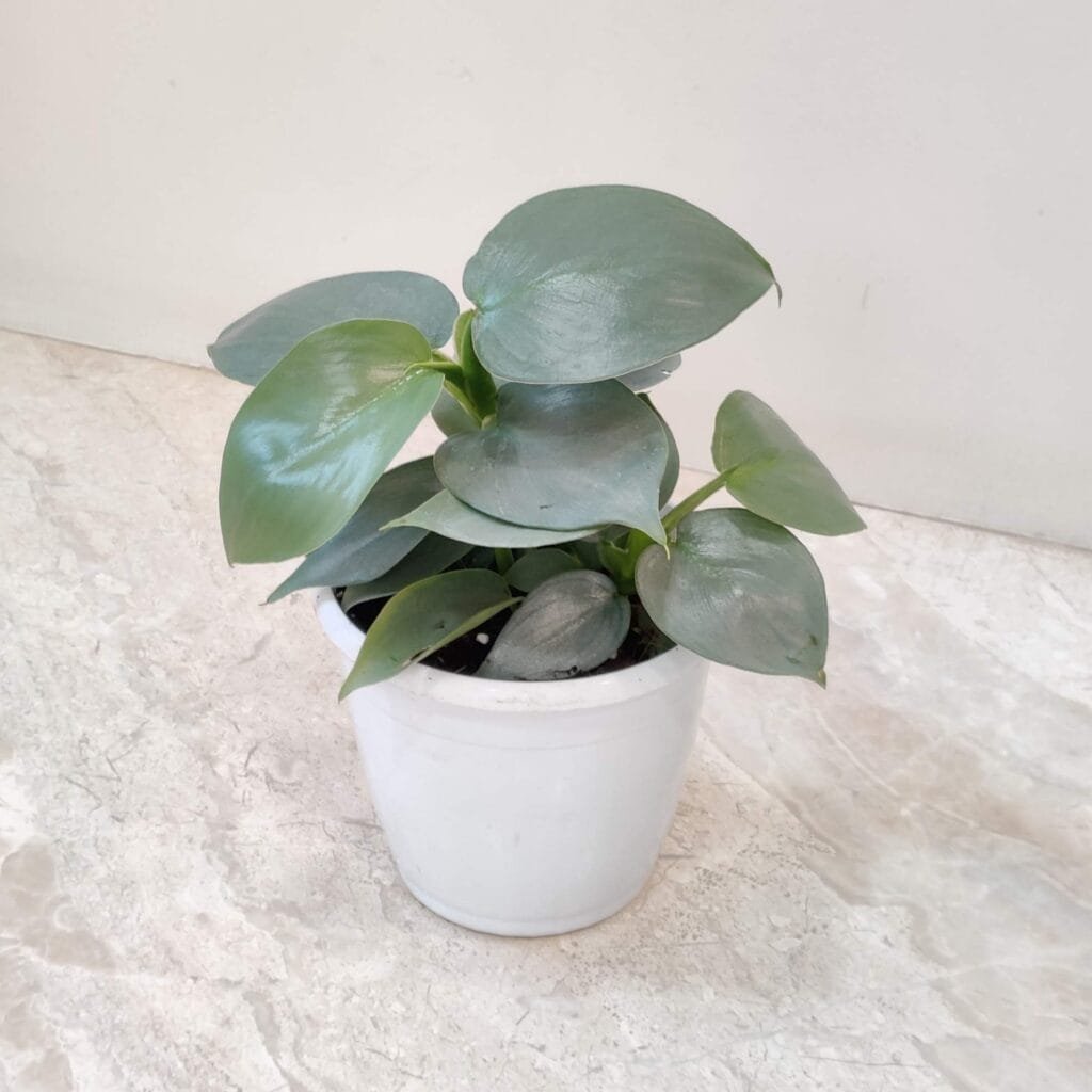Close-up view of Philodendron Hastatum Silver Sword leaves with metallic green hue