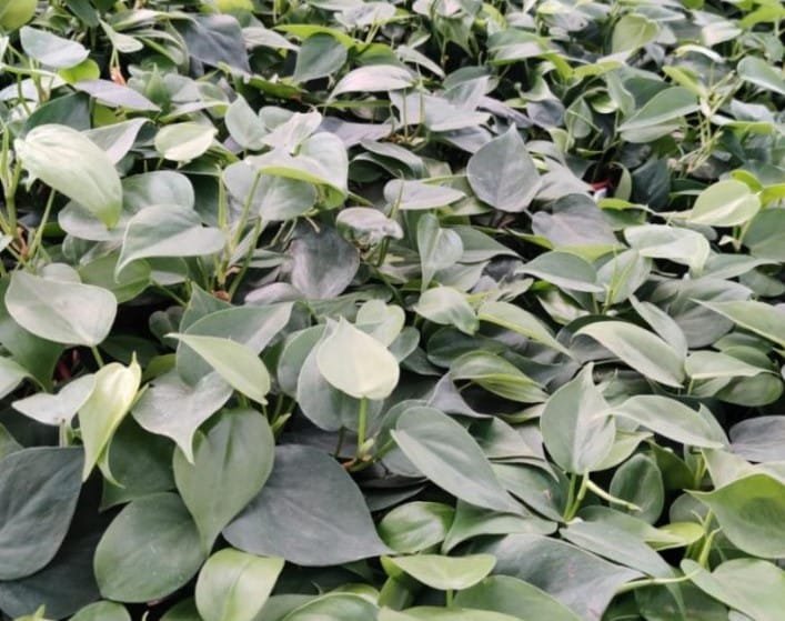 Healthy Philodendron Heartleaf plants growing in bulk at a nursery, perfect for indoor decoration and air purification