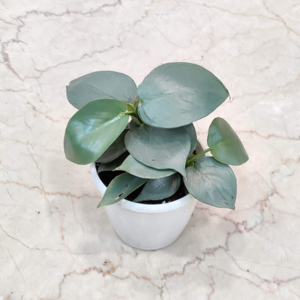 Philodendron Silver Sword plant in a white pot for indoor decoration