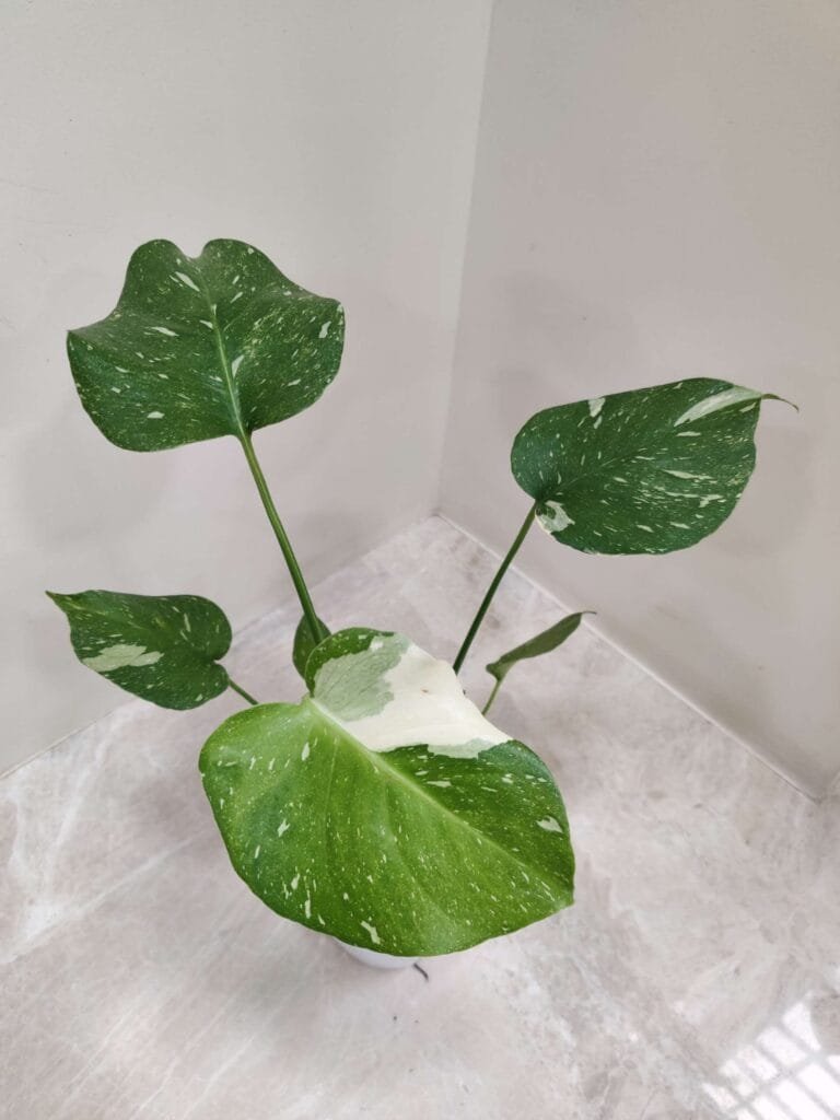 Rare variegated monstera houseplant with large white and green leaves ideal for home décor