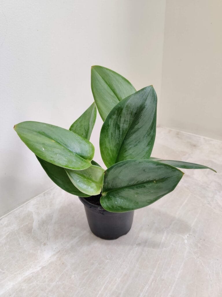 Scindapsus Treubii Moonlight plant with glossy silver-green leaves in a black nursery pot