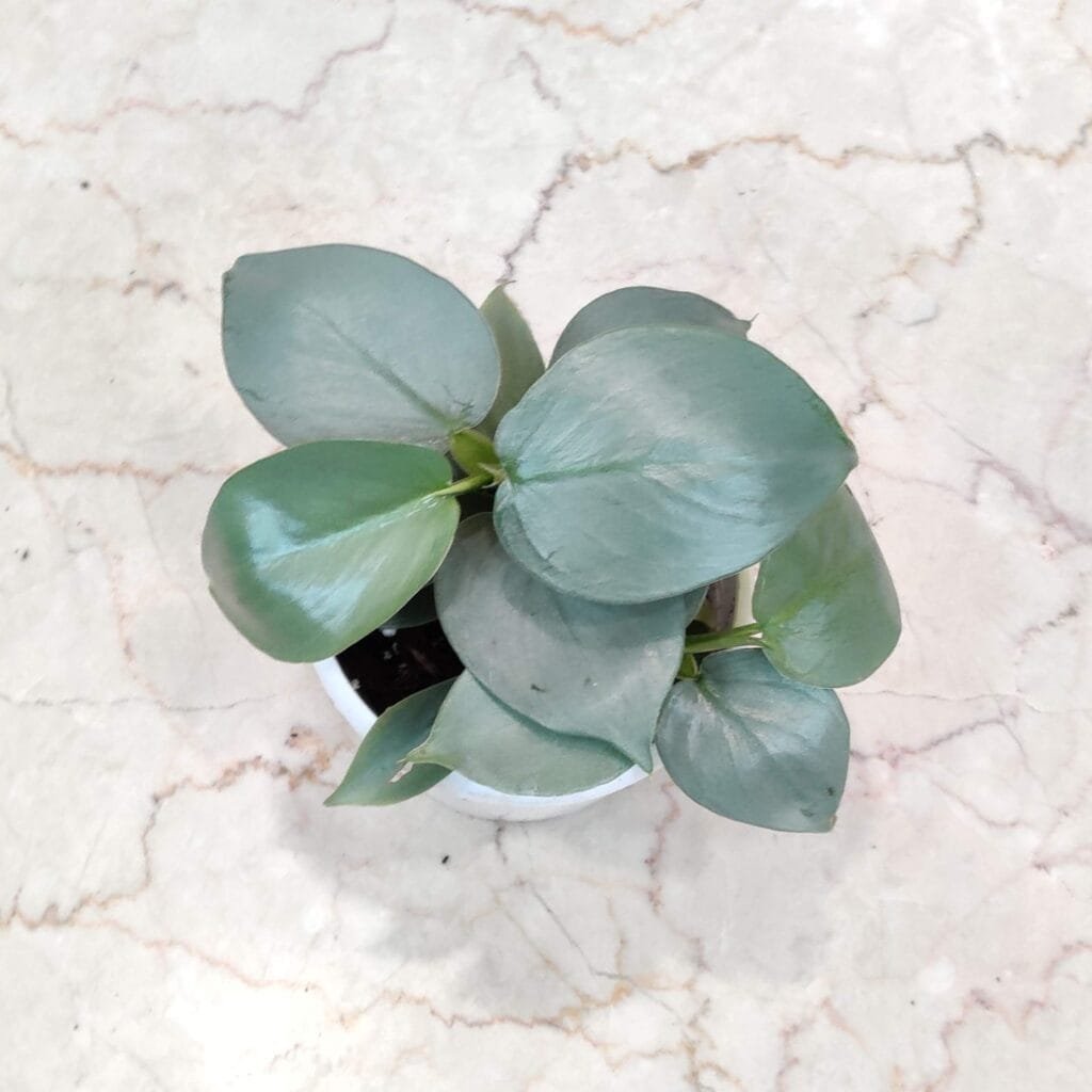 Small Silver Sword Philodendron with silvery-green leaves in a pot