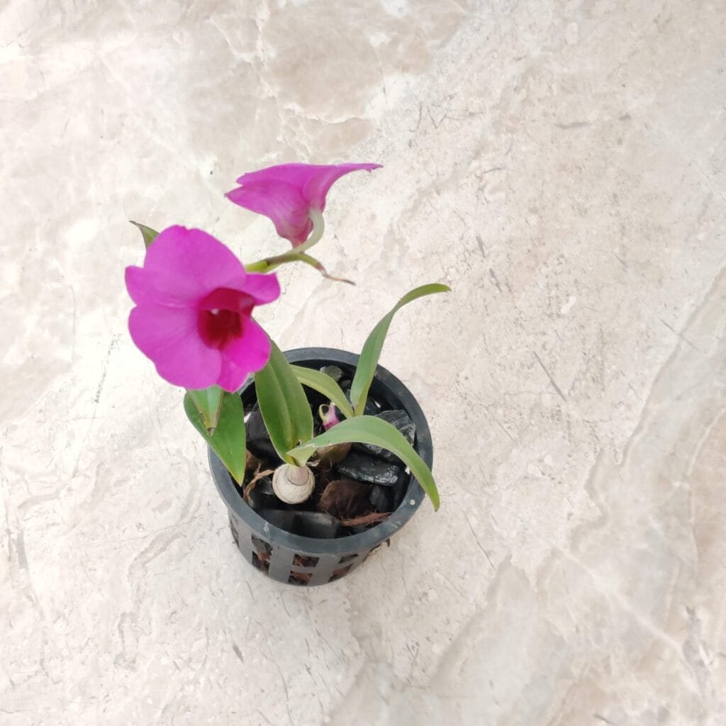 Vanda Orchid plant with vibrant purple flowers growing in a pot