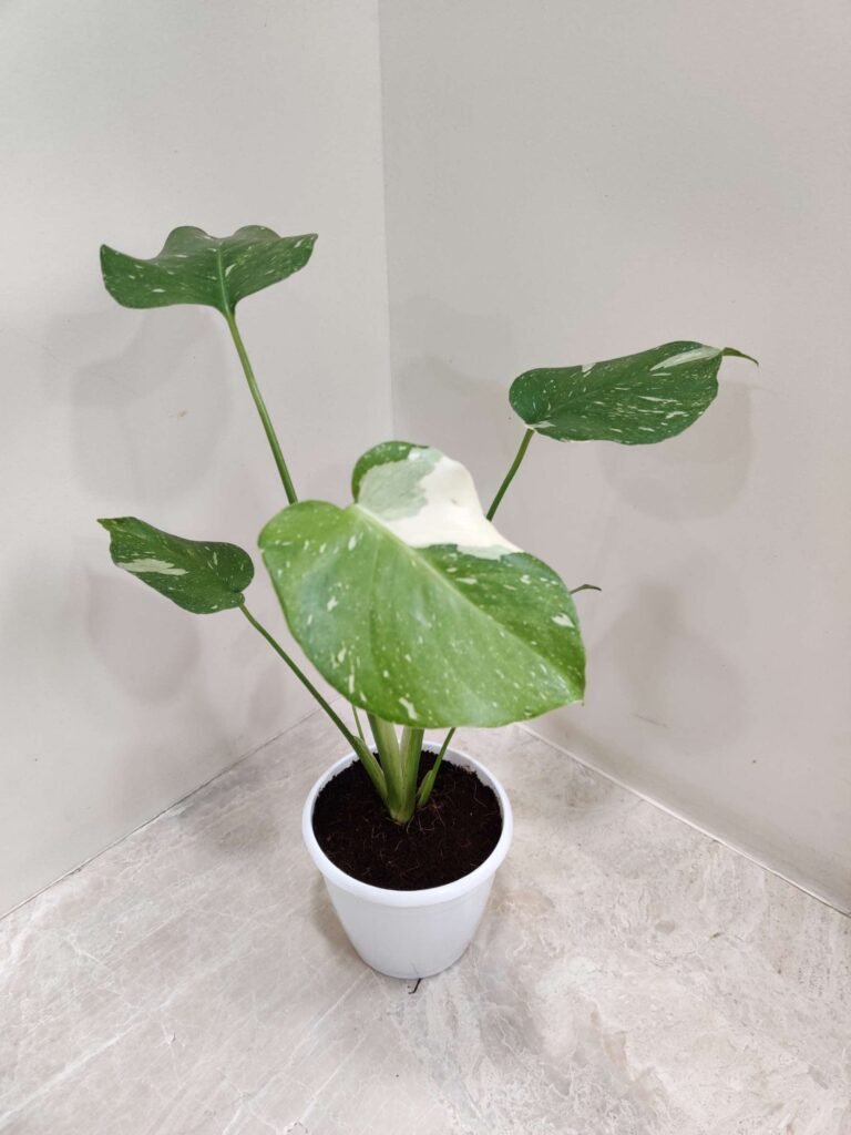 Variegated Monstera Deliciosa with white and green marbled leaves grown as an indoor houseplant