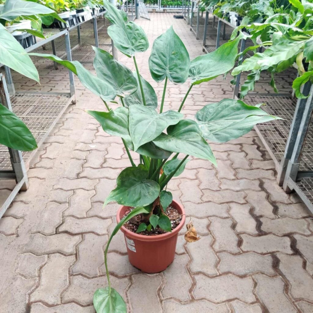 Alocasia plant with large, light green, heart-shaped leaves in a terra cotta pot, standing on a tiled floor in a nursery setting. The photo shows the plant's unique leaf structure and its appeal as a tropical houseplant.