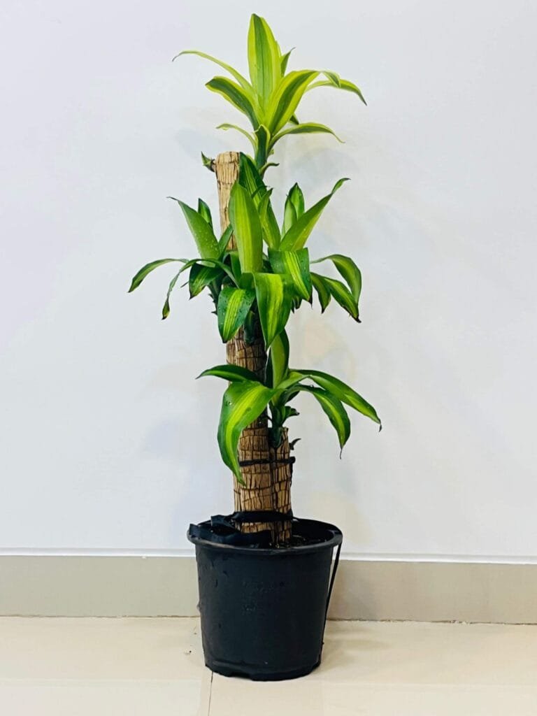 A Brazilian Lucky Wood plant (Dracaena) in a black pot, featuring a tall, fibrous trunk with multiple clusters of lush green and yellow variegated leaves, set against a clean white background.
