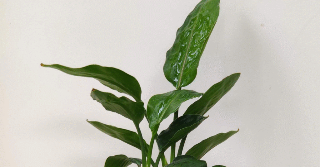 Close-up of lush dark green leaves of an indoor houseplant, showing a slight sheen on the surface.