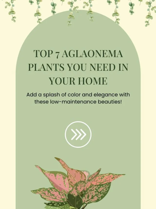 Top 7 Aglaonema Plants You Need in Your Home