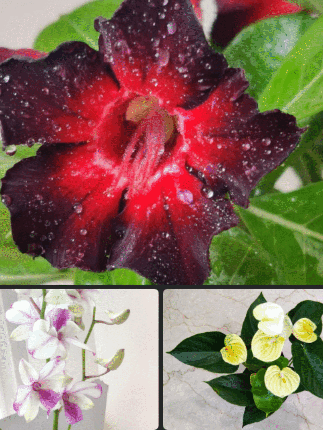 Indoor Flowering Plants That Purify Air and Add Color