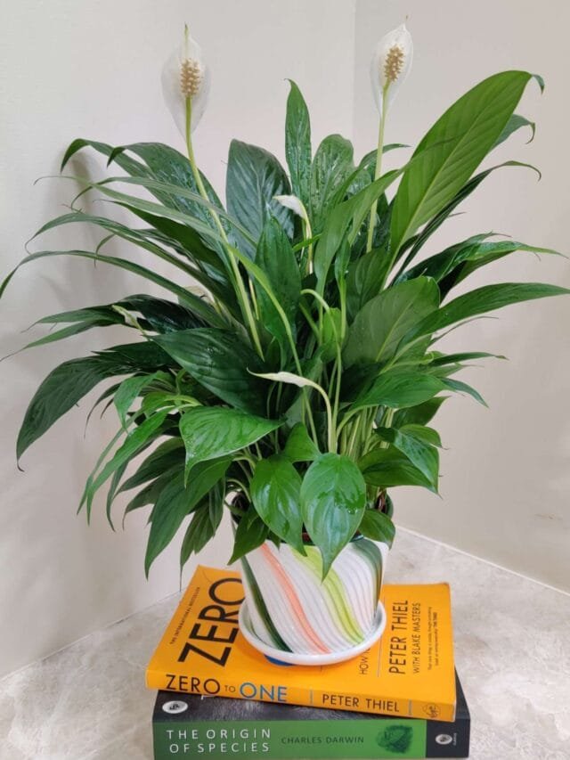 Peace Lily: The Air-Purifying Plant You NEED Indoors