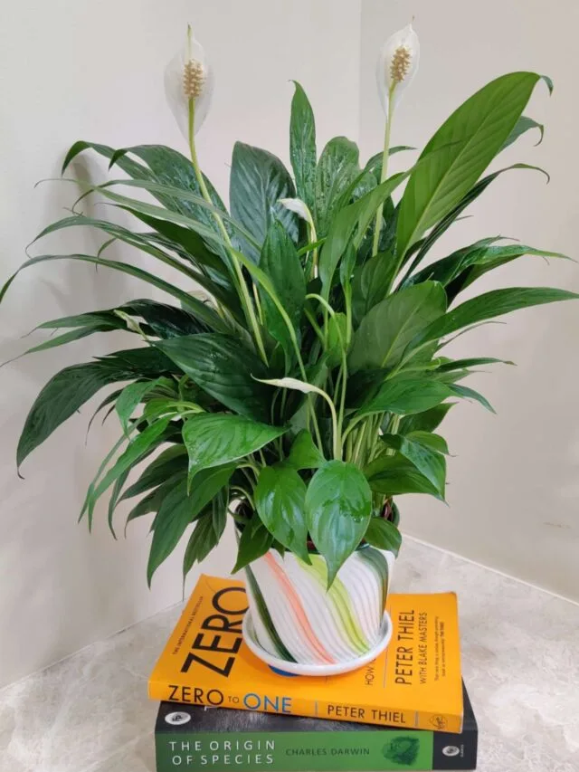 Peace Lily: The Air-Purifying Plant You NEED Indoors
