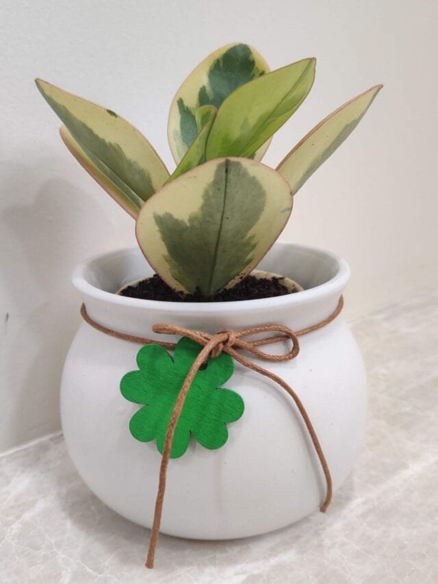 Elegant Corporate Plant Gifts for Offices and Clients