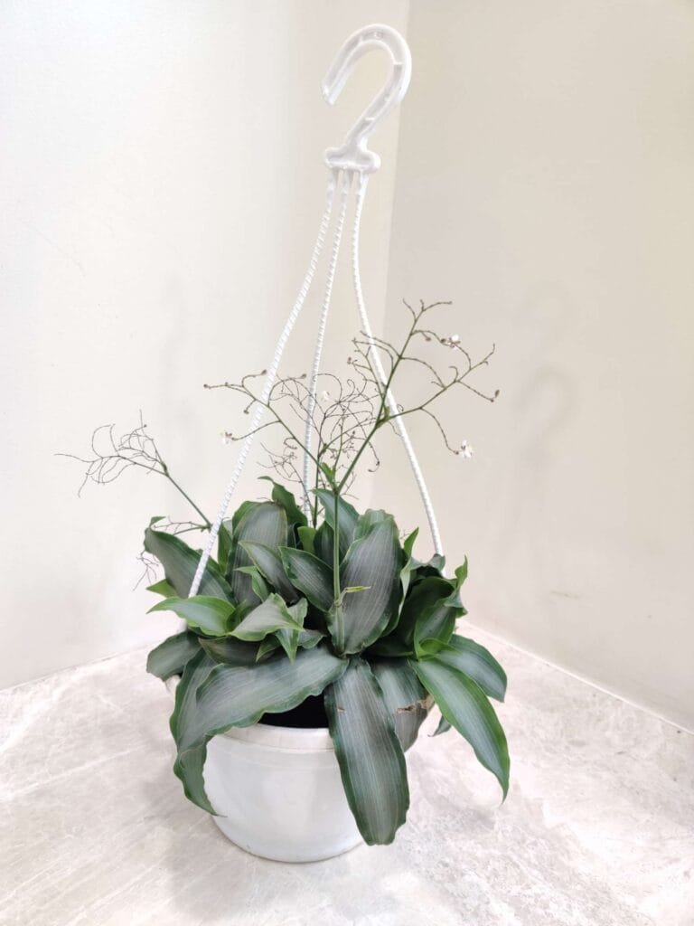 Green foliage indoor hanging plant in white plastic pot