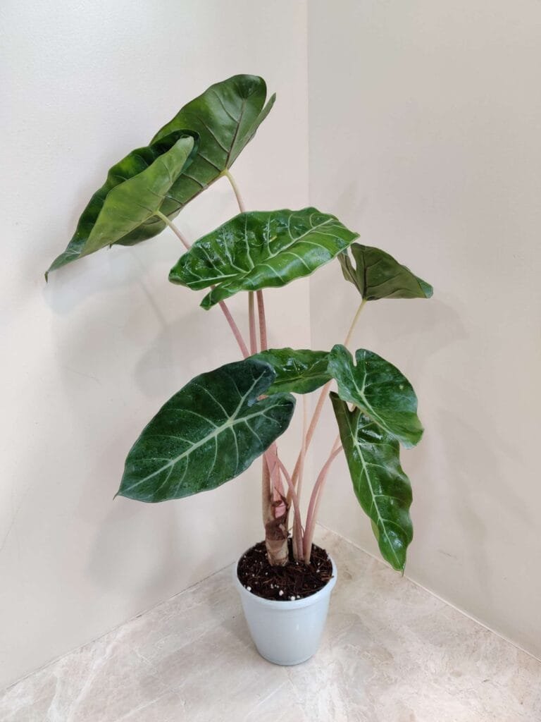 Healthy Alocasia Pink Dragon houseplant placed indoors in a white container