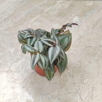 Healthy Inch Plant Tradescantia Zebrina growing in a small pot